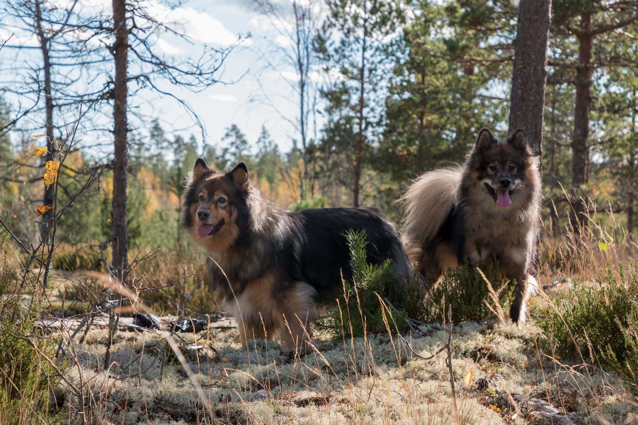 The four-legged crew of DNF Offroad